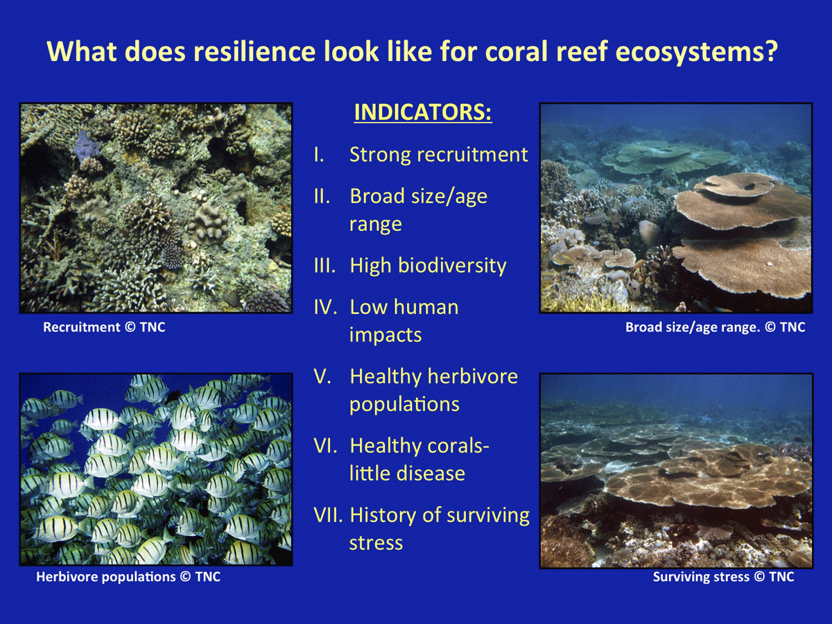 Understanding Coral Reef Resilience Reef Resilience