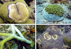 Enfermedades comunes de los corales en el Caribe.