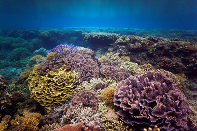 Page not found | Reef Resilience