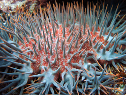 starfish crown-of-thorns