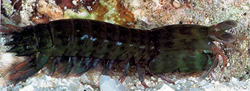 Philippine mantis shrimp