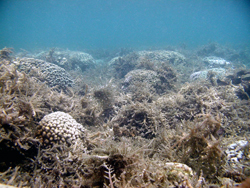 algas sobre crecimiento demasiado coral