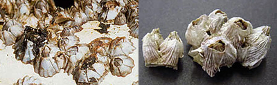 mbili invertebrates-keyhole sifongo, kamba ya theluji