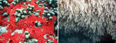 two invertebrates-keyhole sponge, snowflake coral