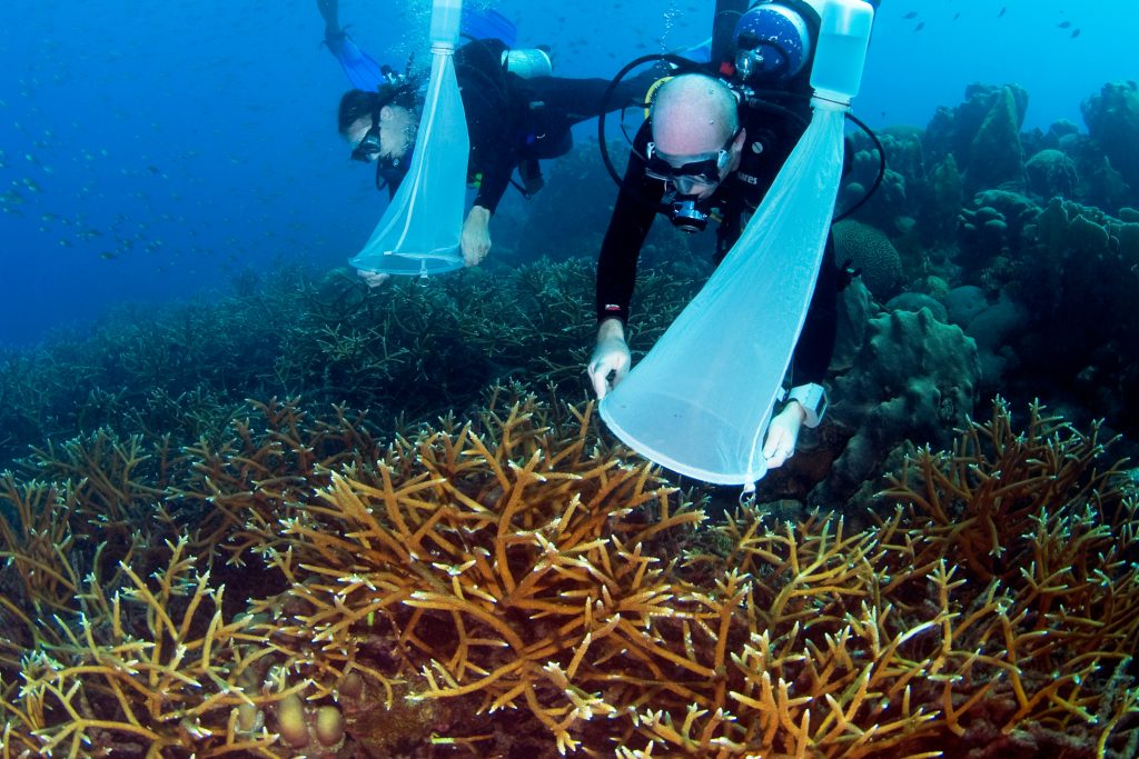 एक्रोपोरा प्रवाल से कोरल युग्मक एकत्रित करना। फोटो © बैरी ब्राउन / SECORE अंतर्राष्ट्रीय