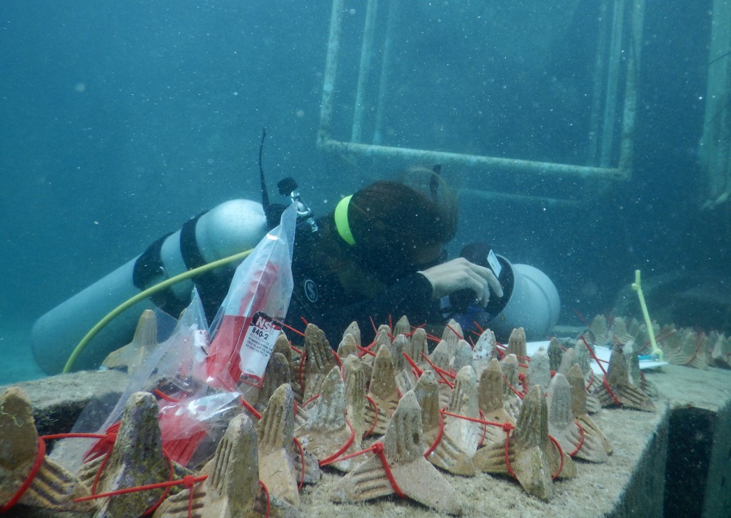 Ang pagsubaybay sa mga coral ay nananatili sa mga yunit ng seeding gamit ang UV flashlight at dark box. Larawan © Kelly Latijnhouwers / SECORE International