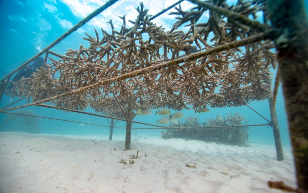 Betreuter Online-Kurs zur Wiederherstellung von Korallenriffen