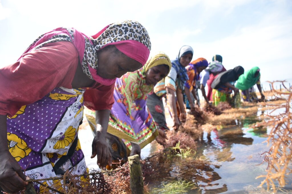 Seaweed farmers in Kibuyuni, Kenya. © Susan Nyamawi