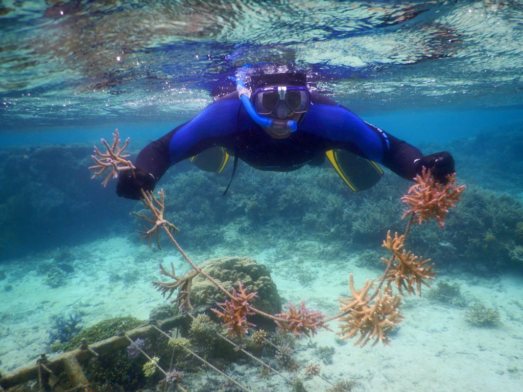 เมื่อชิ้นส่วนปะการังมีขนาดใหญ่ขึ้น (6-10 เดือน) พวกมันก็พร้อมที่จะย้ายกลับไปที่แนวปะการัง ก่อนอื่นพวกเขาจะถูกตัดด้วยกรรไกรเพื่อเอาเชือกส่วนเกินออกก่อนที่จะย้ายไปอยู่ในตะกร้าไปยังไซต์บูรณะ ภาพถ่าย© Reef Explorer ฟิจิ จำกัด