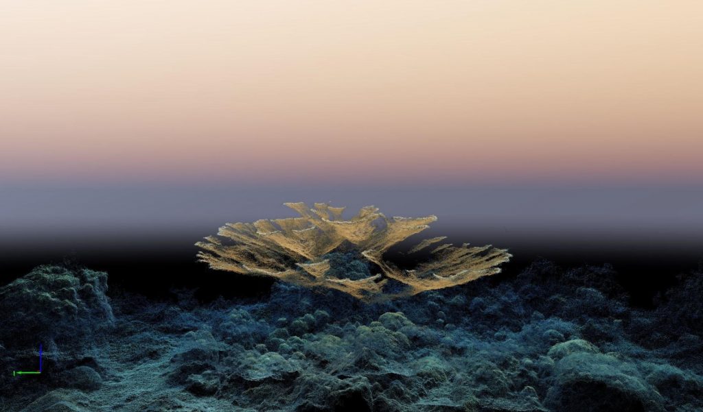 3D-Punktwolke Korallen