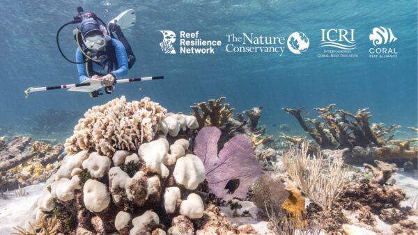 mzamiaji hufuatilia upaukaji wa matumbawe