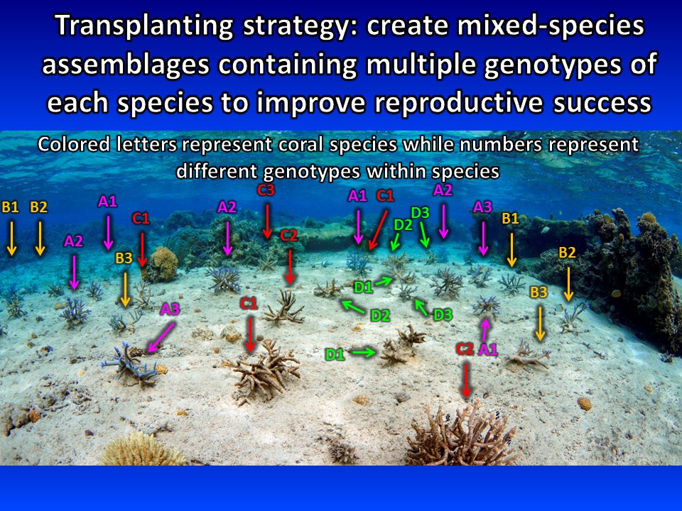 Our transplanting strategy consists of creating mixed species assemblages across available hard bottom area. In these patches, different lineages of the same species are planted in close proximity to each other to help promote successful reproduction with each other during spawning months. In combination with the careful selection process for donor colonies, this strategy can not only increase coral cover with more resilient corals, but also bolster the reproductive success of these heat-tolerant lineages. Photo © Reef Explorer Fiji Ltd.