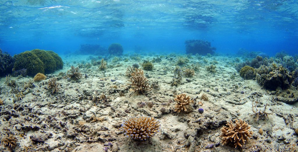 Corals are reattached to hard bottom substrate areas that are well-grazed, remain submerged during low tides, and otherwise are in a suitable environment for coral growth. Generally, 2-4 corals are attached per 1 m2 of reef area depending on what corals already exist on the bottom. Photo © Reef Explorer Fiji Ltd.