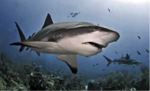 Caribbean gray reef shark. Photo © Antonio Busiello