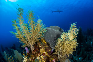 الشعاب المرجانية في بليز. الصورة © فابريس دودينهوفر/بنك صور المحيط