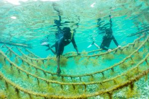 Zeewier aquacultuur in Belize