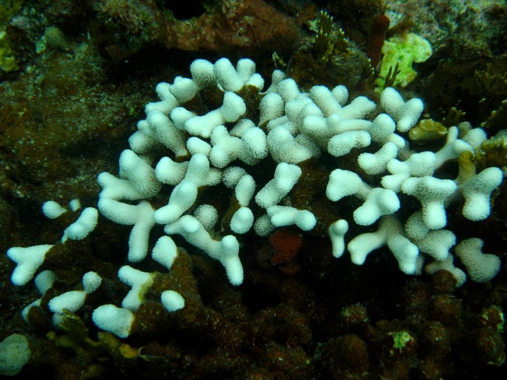 Bleaching coral. Photo © TNC