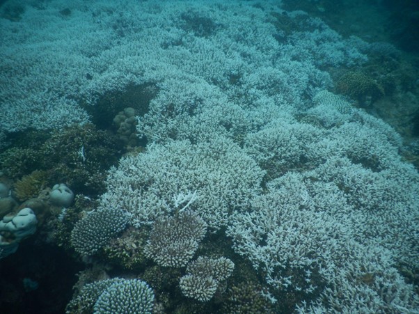 コモロのアンジュアン島での白化 2016 年 XNUMX 月 ザミル・マンフー