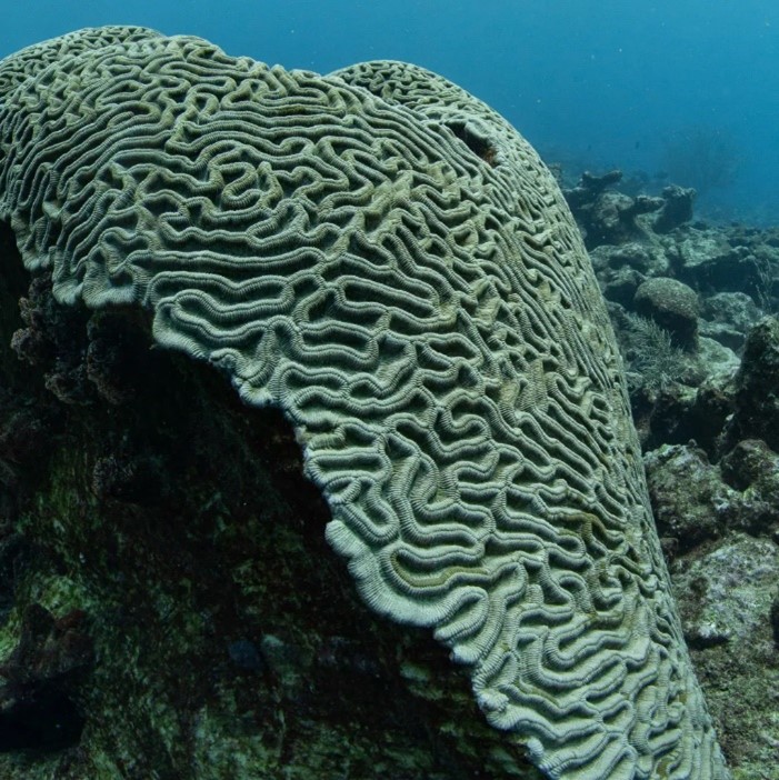 Brain coral Buccoo Reef Tobago Maritime Ocean Collection