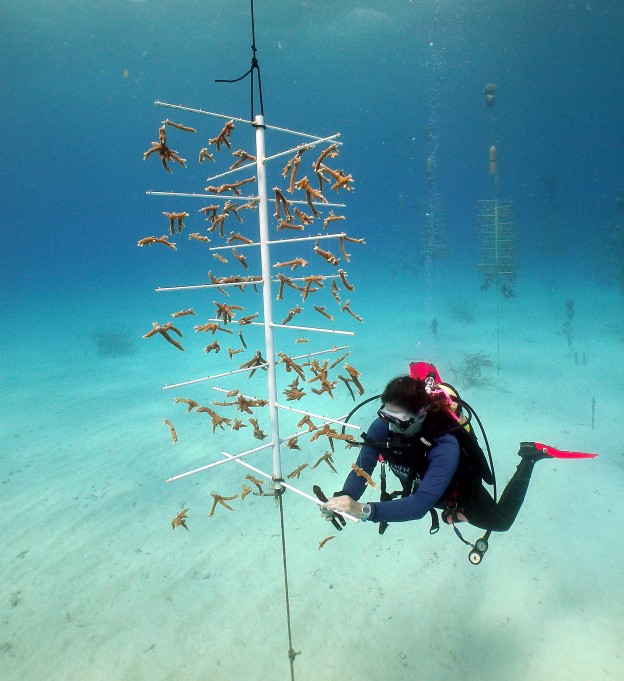 Coral Nurseries Reef Resilience