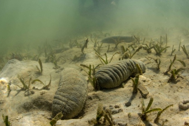 Des concombres de mer à l'intérieur des enclos, Tampolove. Photo © Garth Cripps / Blue Ventures