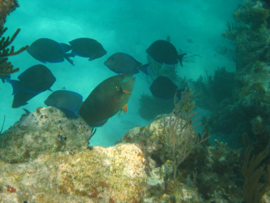 Stoplight parrotfish (Sparisoma viride) with blue tangs, which are also protected grazers. Photo © Virginia Burns/WCS