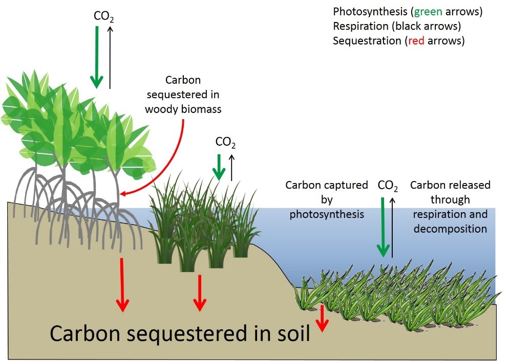 Kohlenstoff wird durch Photosynthese (grüne Pfeile) in küstennahen Feuchtgebieten eingefangen, wo er in holzige Biomasse und Erde (rote Pfeile) oder in die Atmosphäre zurückgespült wird (schwarze Pfeile). Quelle: Modifiziert von Howard et al. 2017.