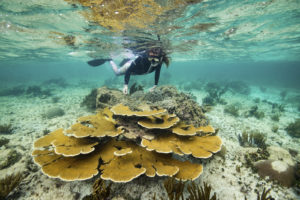 Webinar sobre coral caribenho