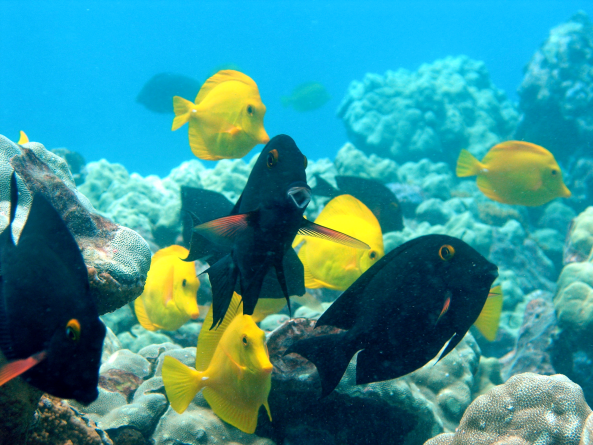 Peixes herbívoros benéficos agora totalmente protegidos dentro da KHFMA Foto © Hawai'i DLNR