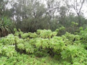 Case Study Tonga Reforestation 3