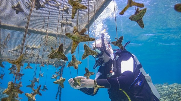 Memeriksa unit pembibitan dengan rekrutan karang yang telah disimpan di pembibitan berbasis laut sebelum penanaman. Foto © SECORE International Reef Patrol