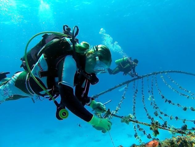 Cleaning the coral nursery. Photo © Reef Rescuers
