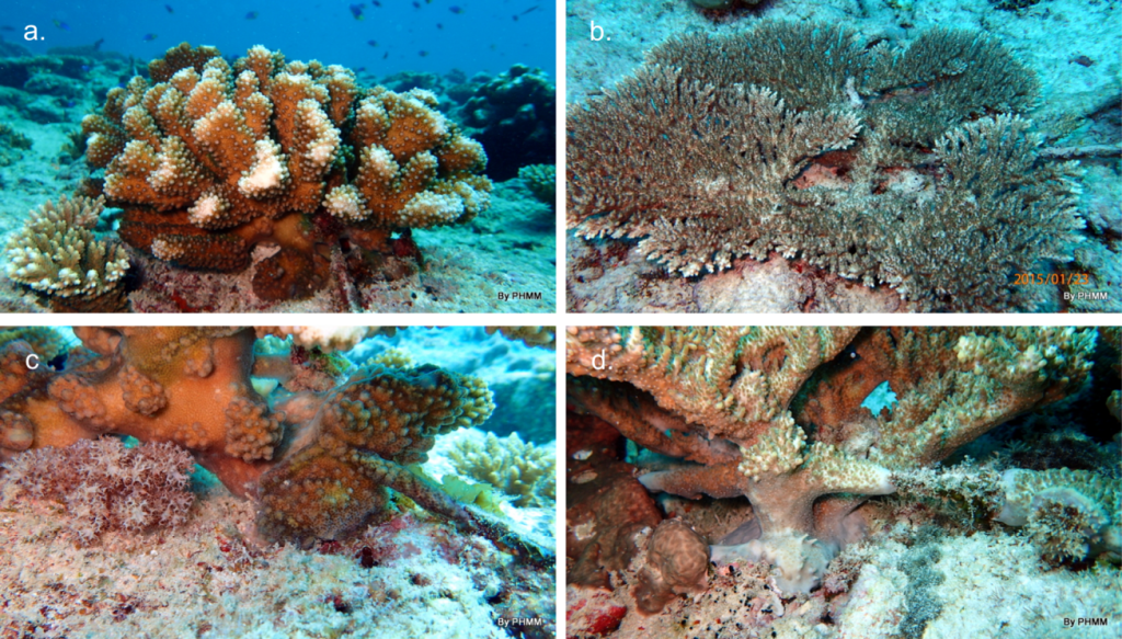 Coral colonies self-attaching. Photos © Reef Rescuers