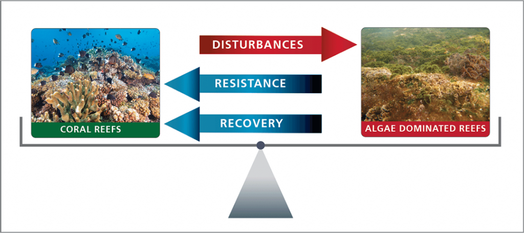 Modèle conceptuel de résilience pour les récifs coralliens adapté de Ken Anthony. Source : atlas.org.au