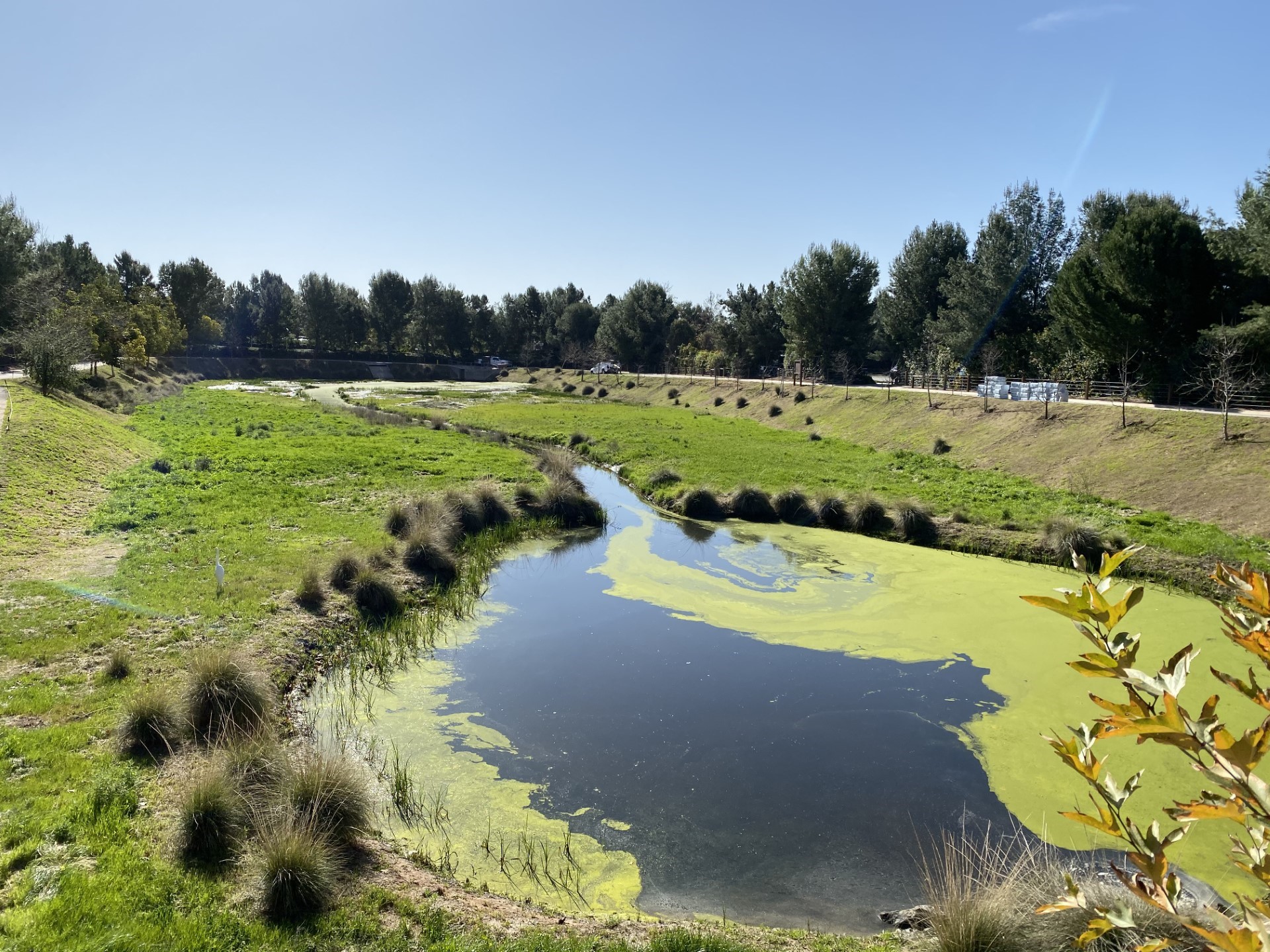 Constructed treatment wetland in California