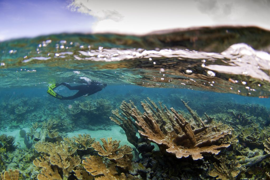 एल्कॉर्न (एक्रोपोरा पामेटा) जार्डाइन डे ला रीना, क्यूबा में प्रवाल। फोटो © इयान शिव
