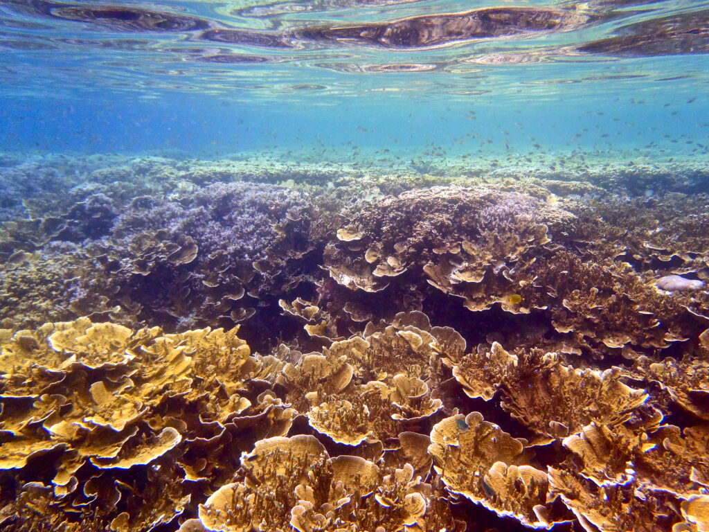 A coral reef in Palau. 