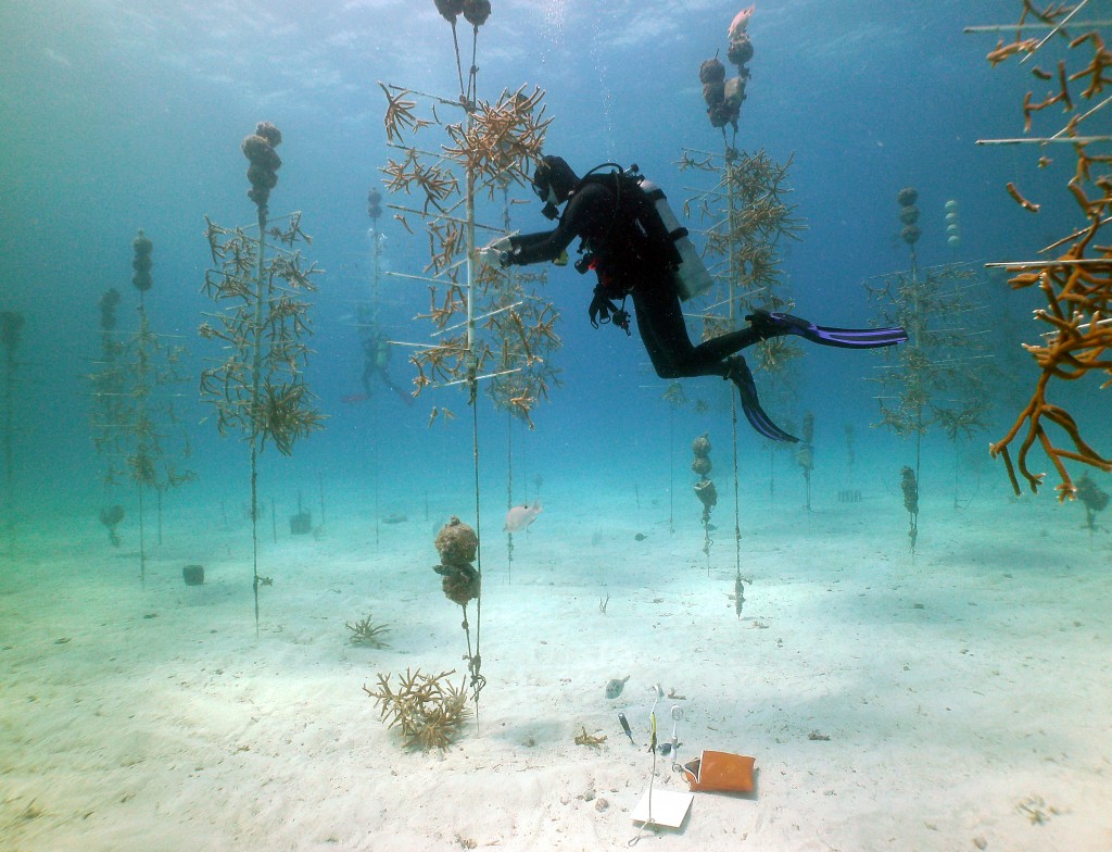 珊瑚修復基金會苗圃