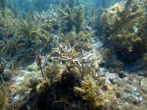 Seminario web sobre restauración de corales 2