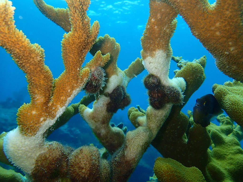 O caracol comedor de corais, Coralliophila galea, alimentando-se do coral alceiro-caribenho Acropora palmata, deixando um esqueleto branco para trás. Foto © Elizabeth Shaver