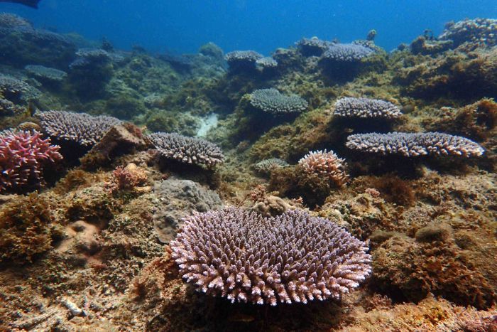 Croissance corallienne sur le récif des Philippines