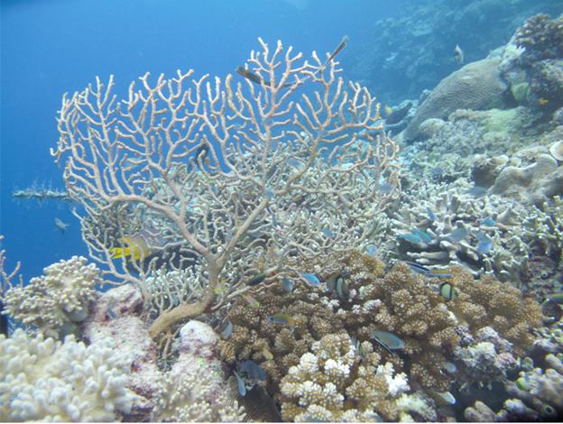 Arrecife de coral Parque Nacional Marino Wakatobi Rizya Algamar YKAN