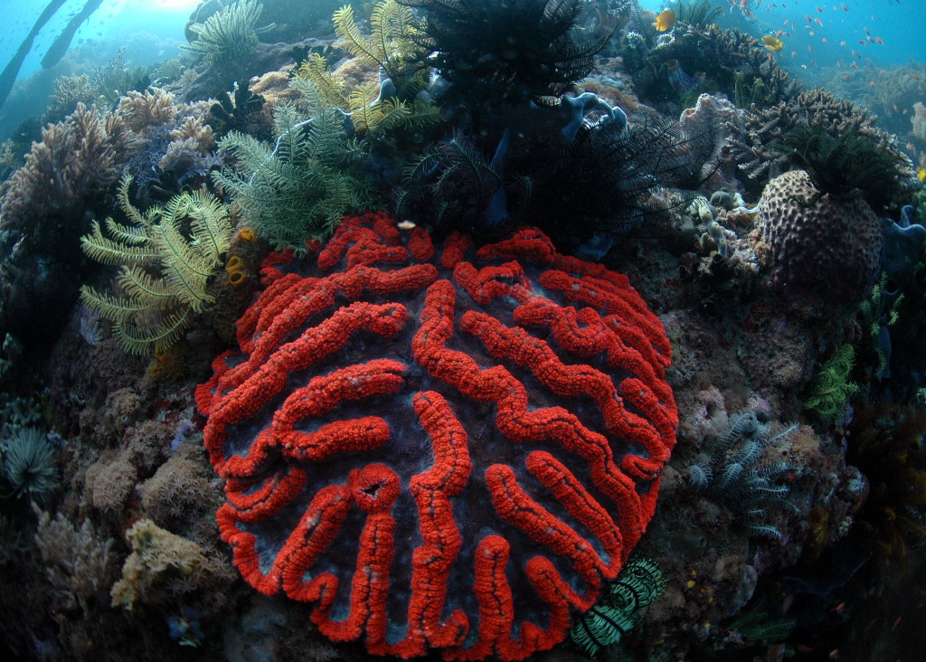 Recifes de corais em Velondriake. Foto © Blue Ventures