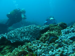 Credit Ezemvelo KZN Viagem de mergulho na vida selvagem costa norte, abril de 2010 091