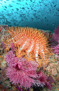 Corona de espinas estrella de mar Warren Baverstock / Ocean Image Bank