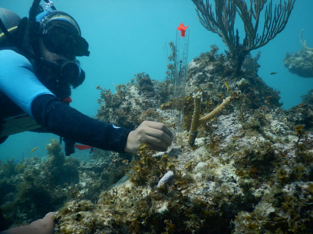 Pagsubaybay sa nakaligtas at paglago ng isa sa mga coral outplants.