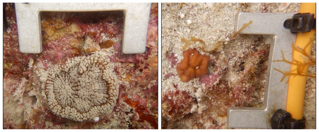 Jungkorallen entlang eines Transekts in den Dry Tortugas. Das linke Bild ist eine junge Koralle der Unterfamilie Mussinae. Rechtes Bild ist eine Koralle der Unterfamilie Faviinae. Foto © Florida Fish & Wildlife Conservation Commission