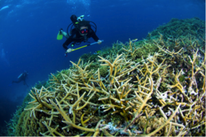 Staghorn coral and diver. Photo © Dano Pendygrasse