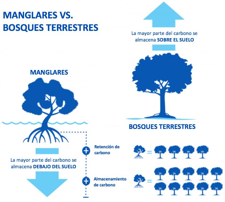 Retención de carbono en manglares vs. bosques terrestres. Fuente: Conservation International