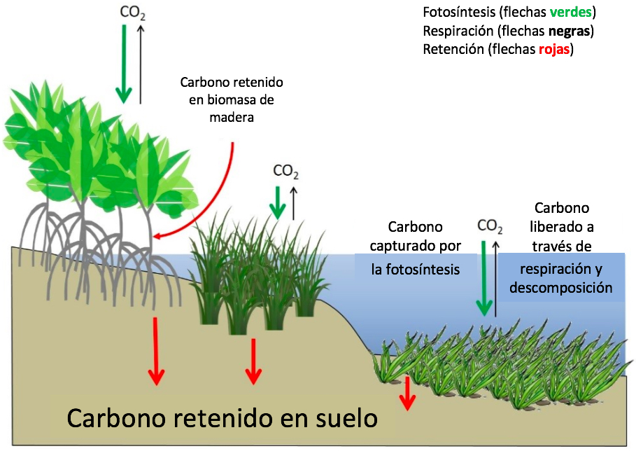 El carbono se captura a través de la fotosíntesis (flechas verdes) en los humedales costeros, donde se retiene en biomasa leñosa y en el suelo (flechas rojas) o se devuelve a la atmósfera (flechas negras). Fuente: Modificado de Howard et al. 2017.